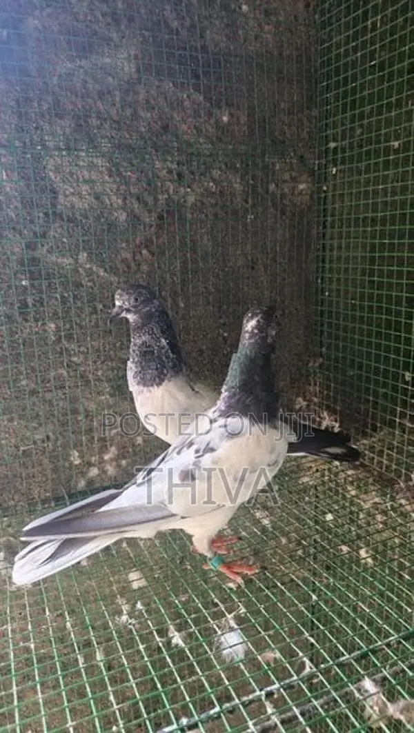 Pigeons