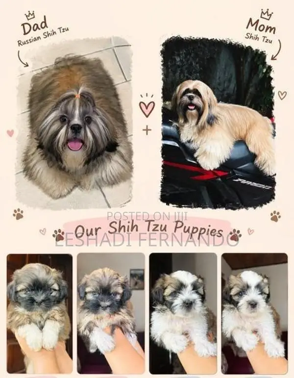 Shitzu Puppies