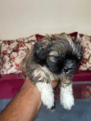 Shitzu Puppies
