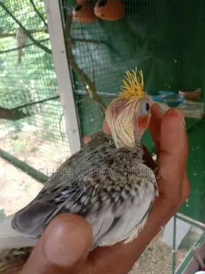 Cocktail Bird