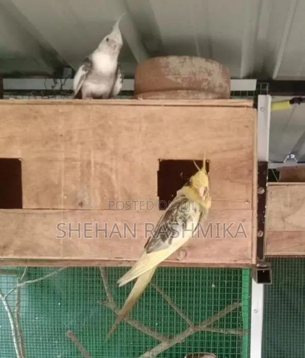 Cocktail Bird