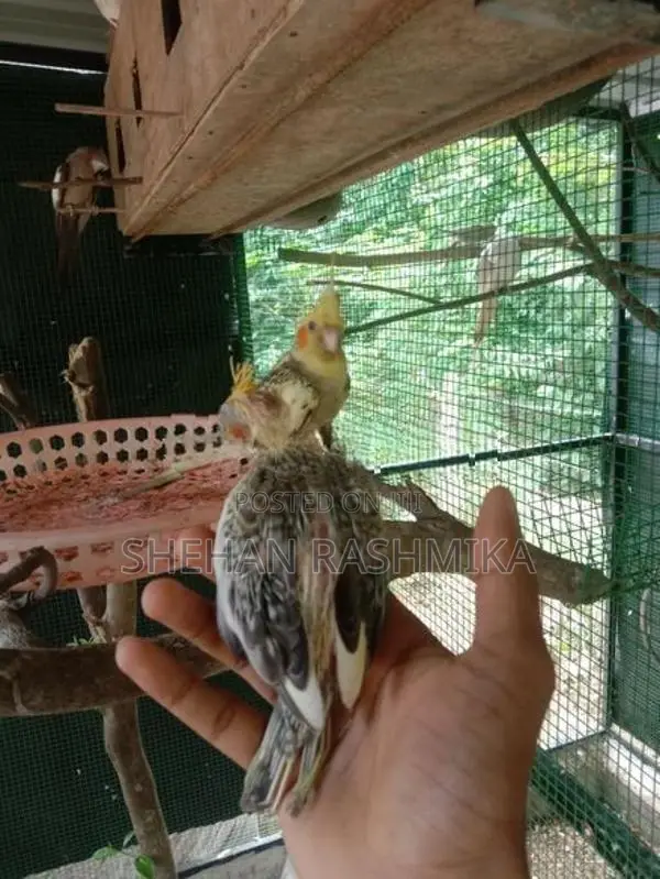 Cocktail Bird