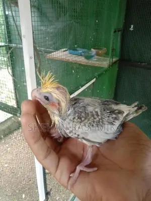 Cocktail Bird
