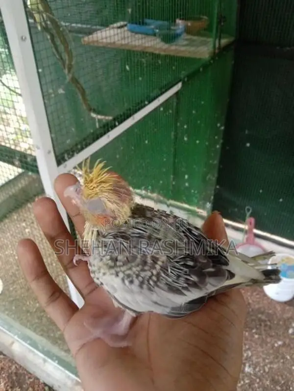 Cocktail Bird