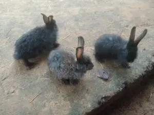 Rabbit ( முயல்)