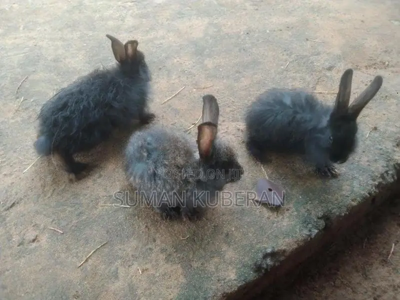 Rabbit ( முயல்)