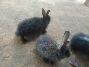 Rabbit ( முயல்)