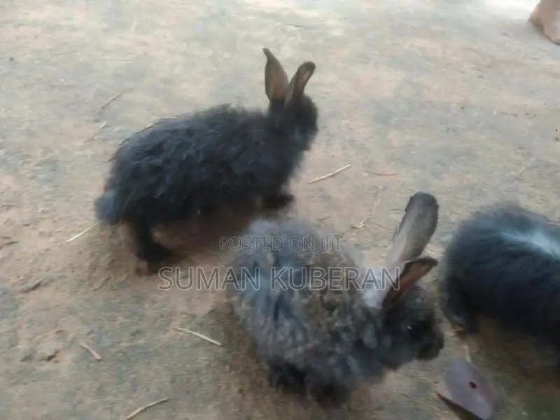 Rabbit ( முயல்)