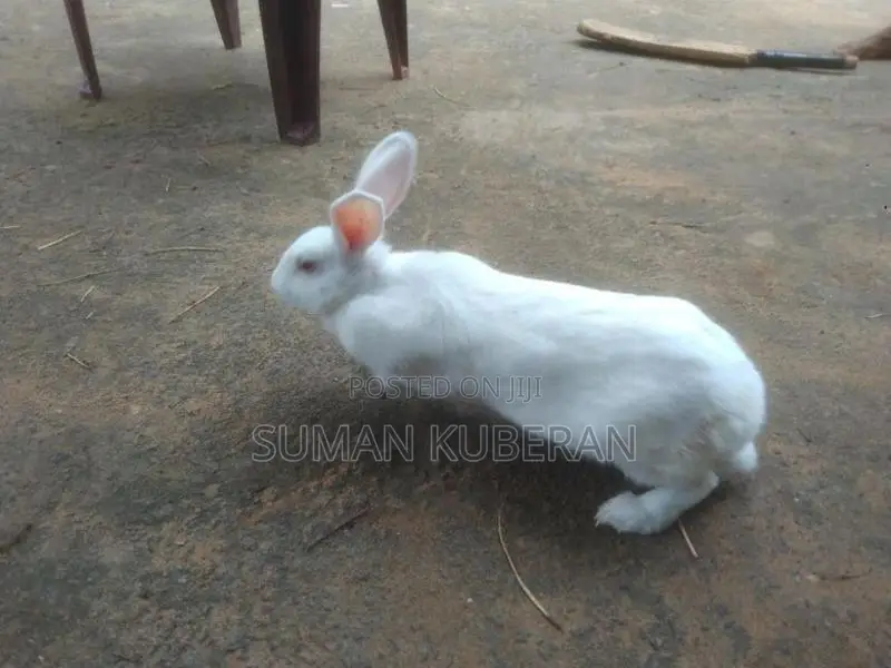 Rabbit ( முயல்)
