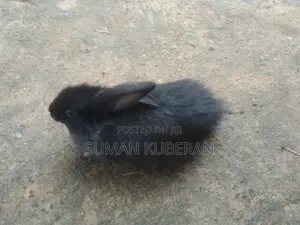 Rabbit ( முயல்)
