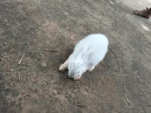 Rabbit ( முயல்)