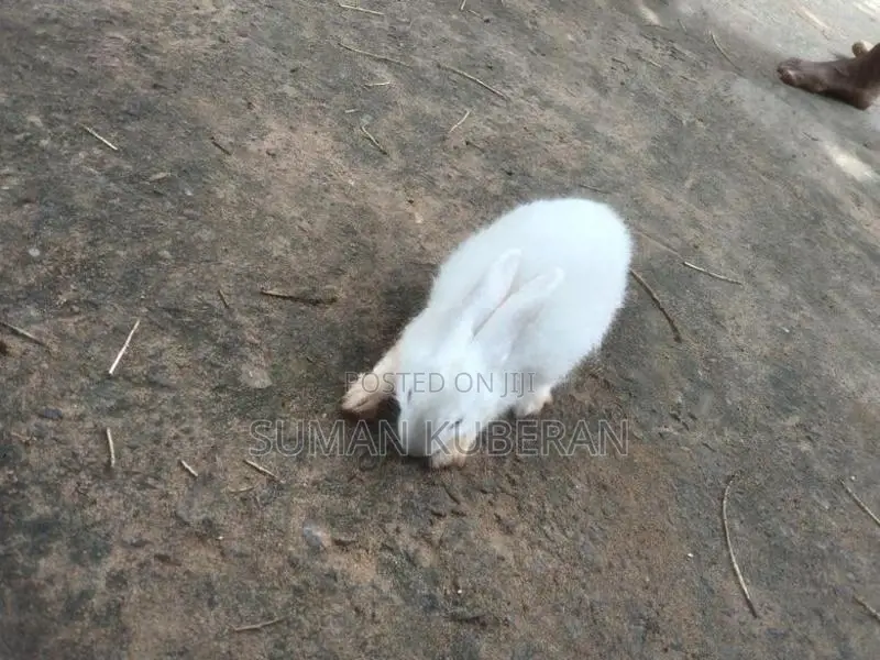 Rabbit ( முயல்)