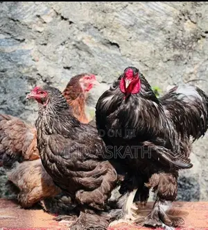 Brahma Chickens
