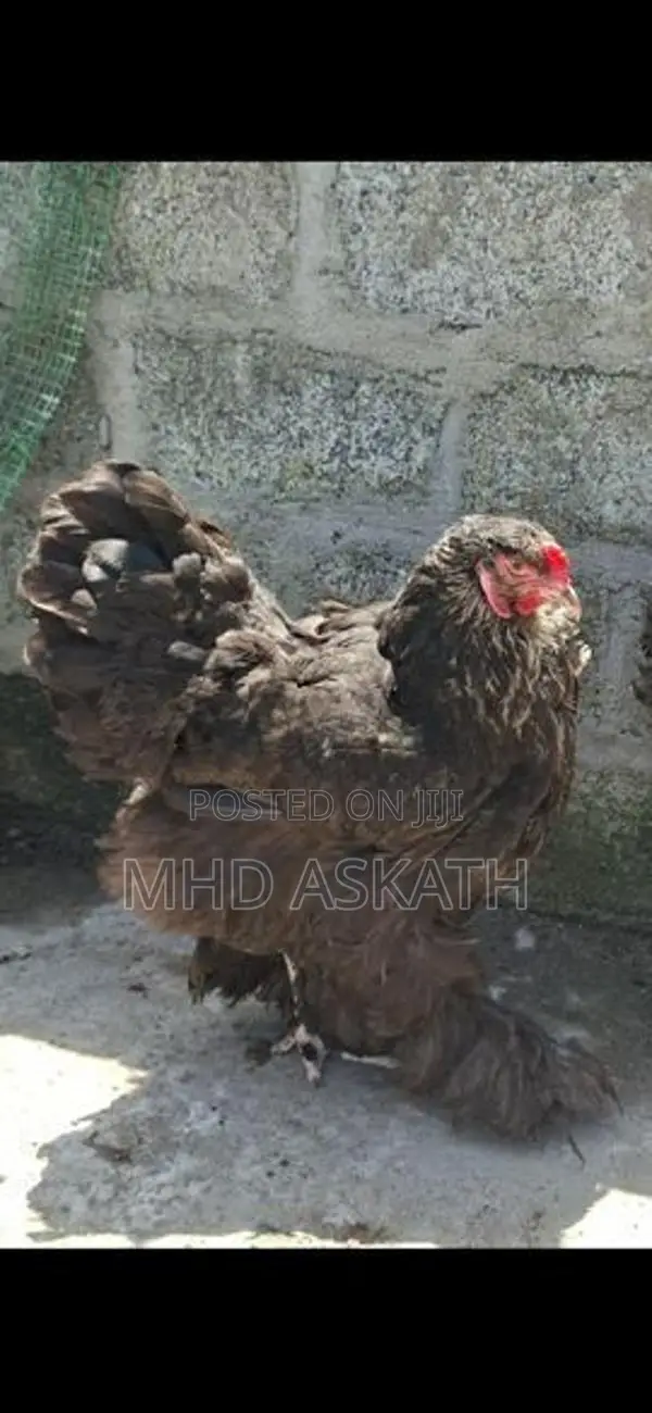 Brahma Chickens