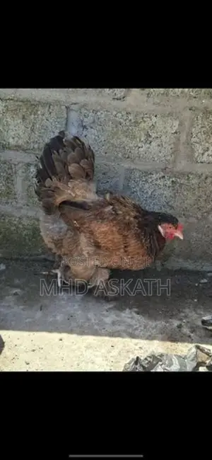 Brahma Chickens