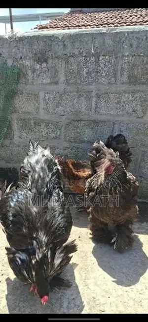 Brahma Chickens
