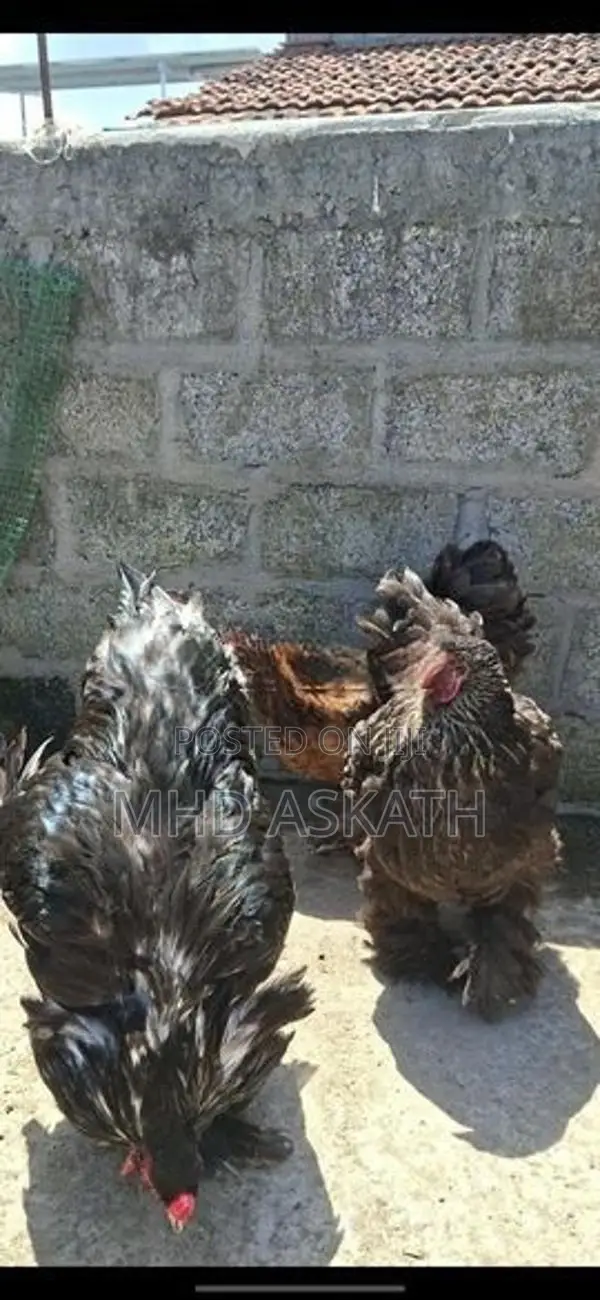 Brahma Chickens