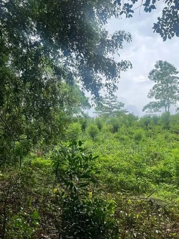 Land for Sale in Nawalapitiya