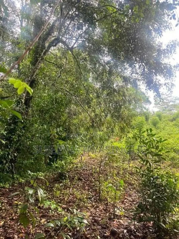 Land for Sale in Nawalapitiya