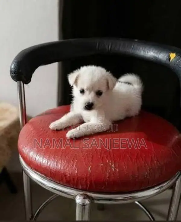 Pomeranian Puppy