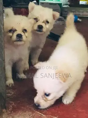 Pomeranian Puppy