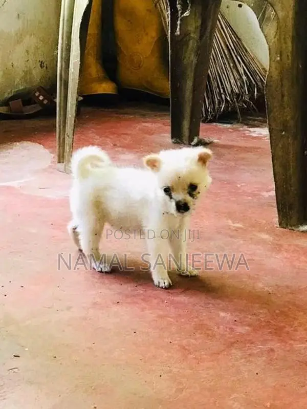 Pomeranian Puppy