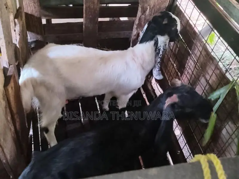 Goats