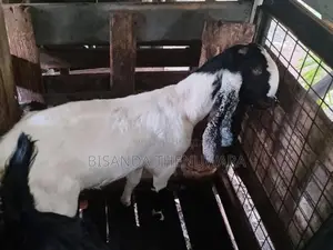 Goats