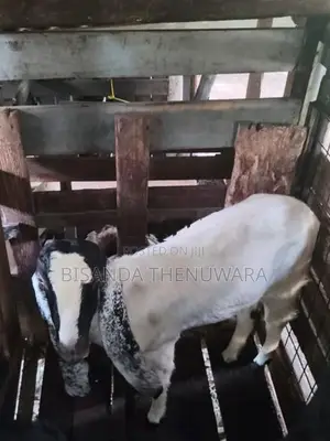 Goats