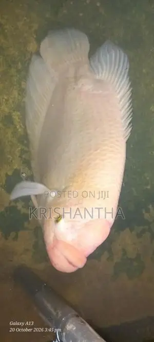 Giant Gourami