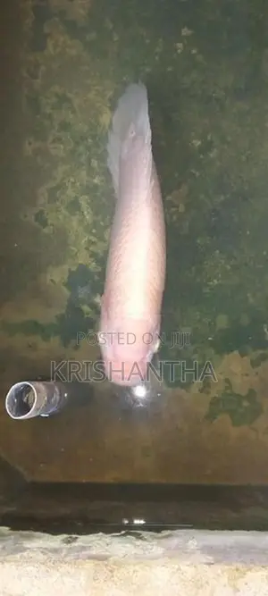 Giant Gourami
