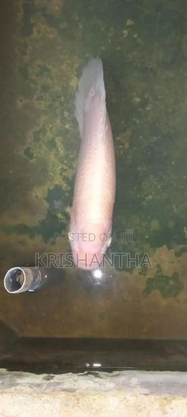 Giant Gourami