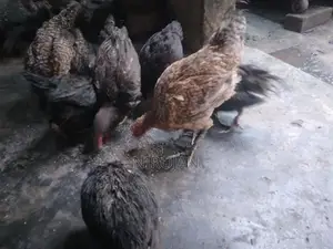ஊர் கோழி