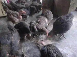 ஊர் கோழி