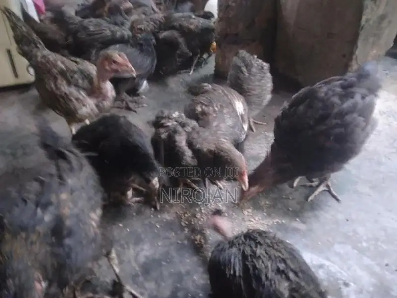 ஊர் கோழி
