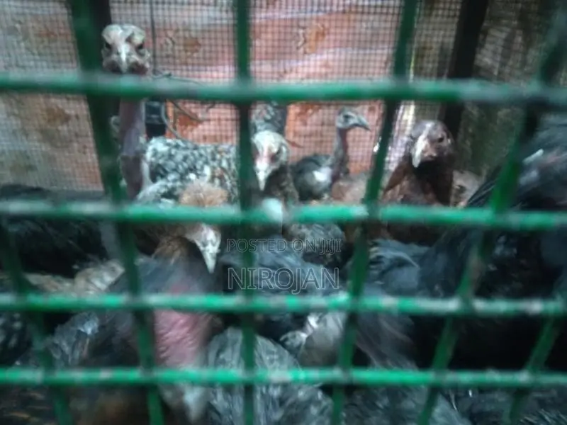 ஊர் கோழி