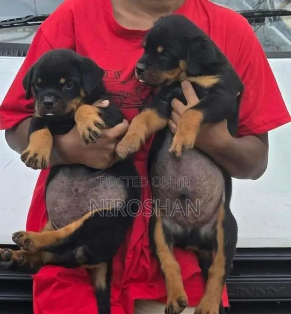 Rottweiler Puppy