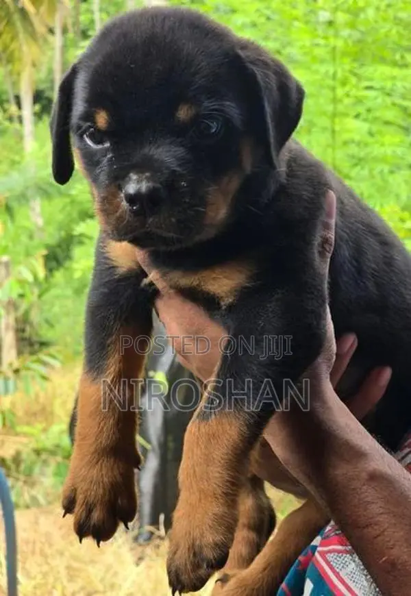Rottweiler Puppy
