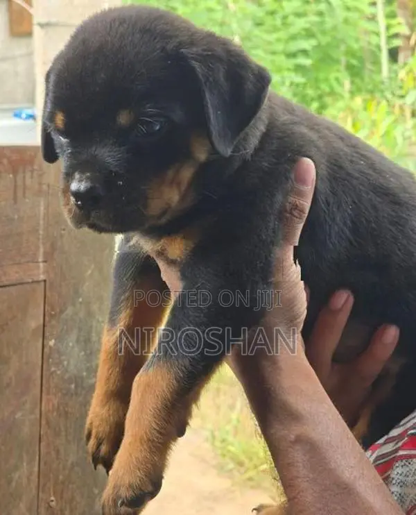 Rottweiler Puppy