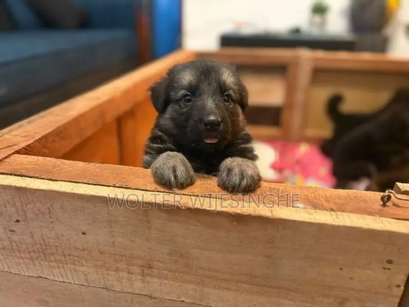 Long-Coated German Shepherd Puppies - Dog