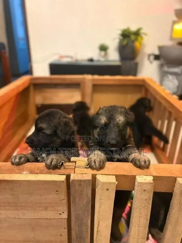 Long-Coated German Shepherd Puppies - Dog