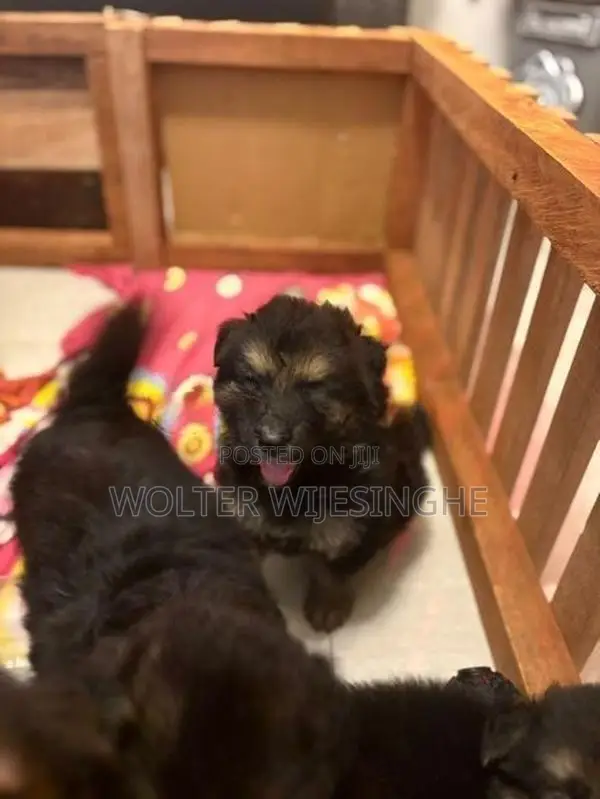 Long-Coated German Shepherd Puppies - Dog