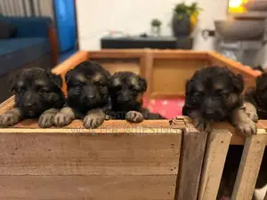 Long-Coated German Shepherd Puppies - Dog