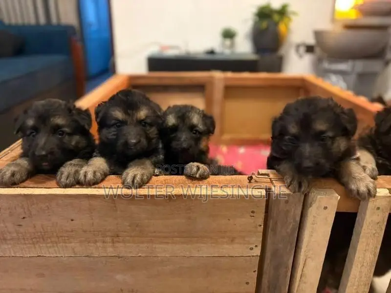 Long-Coated German Shepherd Puppies - Dog