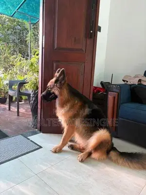 Long-Coated German Shepherd Puppies - Dog