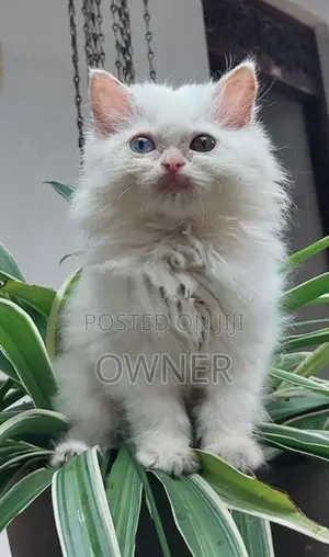 Persian Kittens