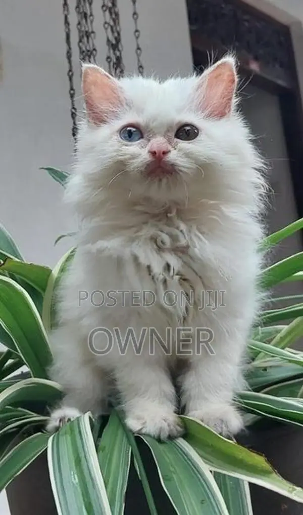 Persian Kittens