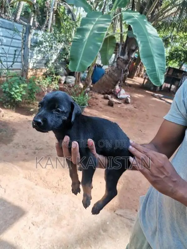 Doberman Puppies