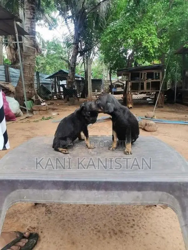 Doberman Puppies