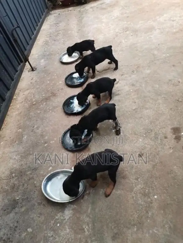 Doberman Puppies